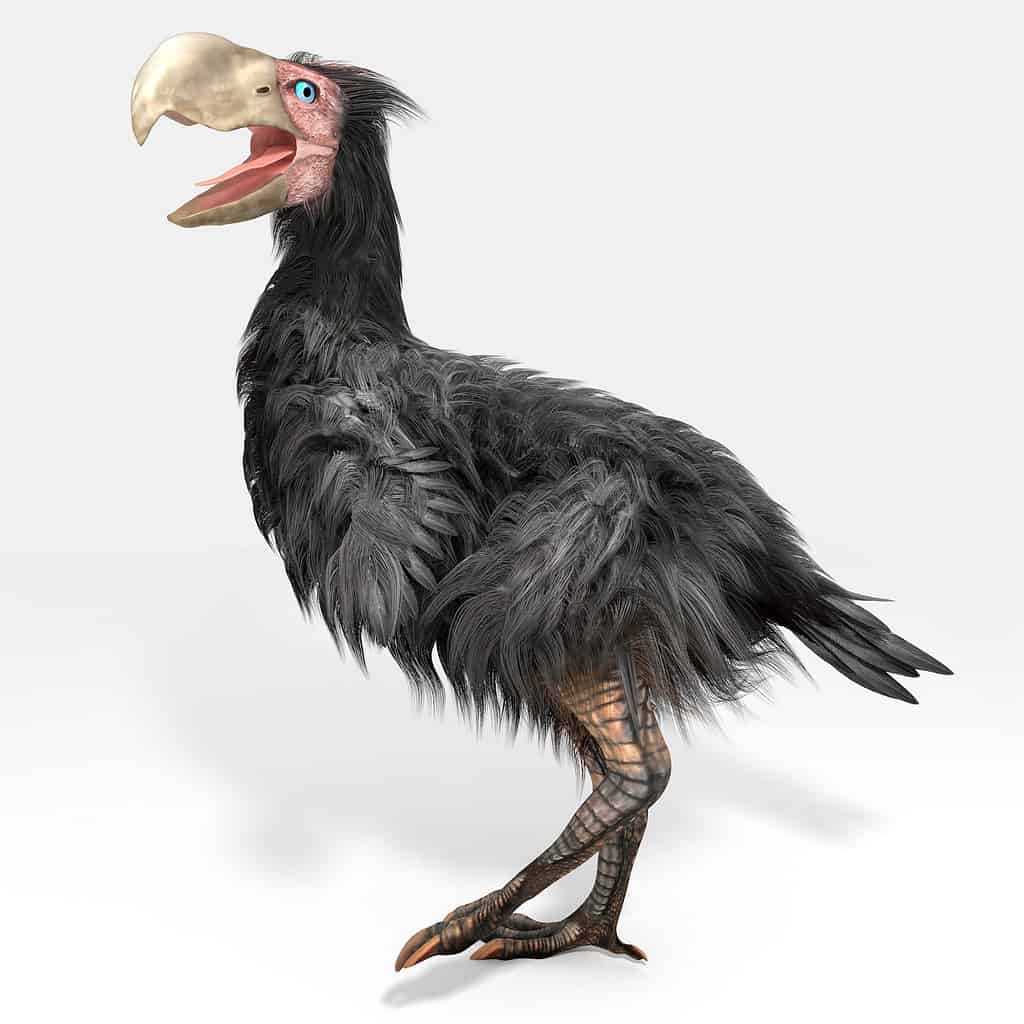 Gastornis