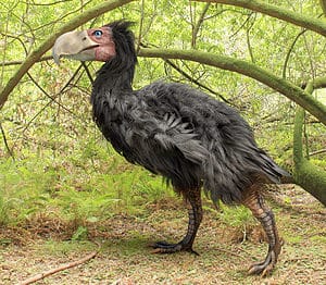 Meet The Gigantic Bird As Tall As A Man - A-Z Animals