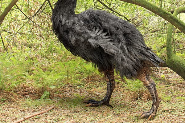 Gastornis, an extinct genus of large flightless birds.
