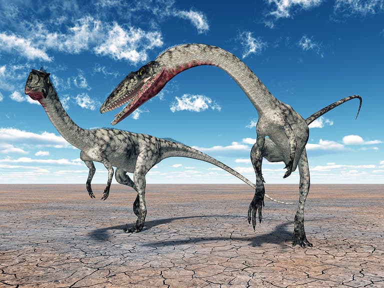 Dinosaur Coelophysis