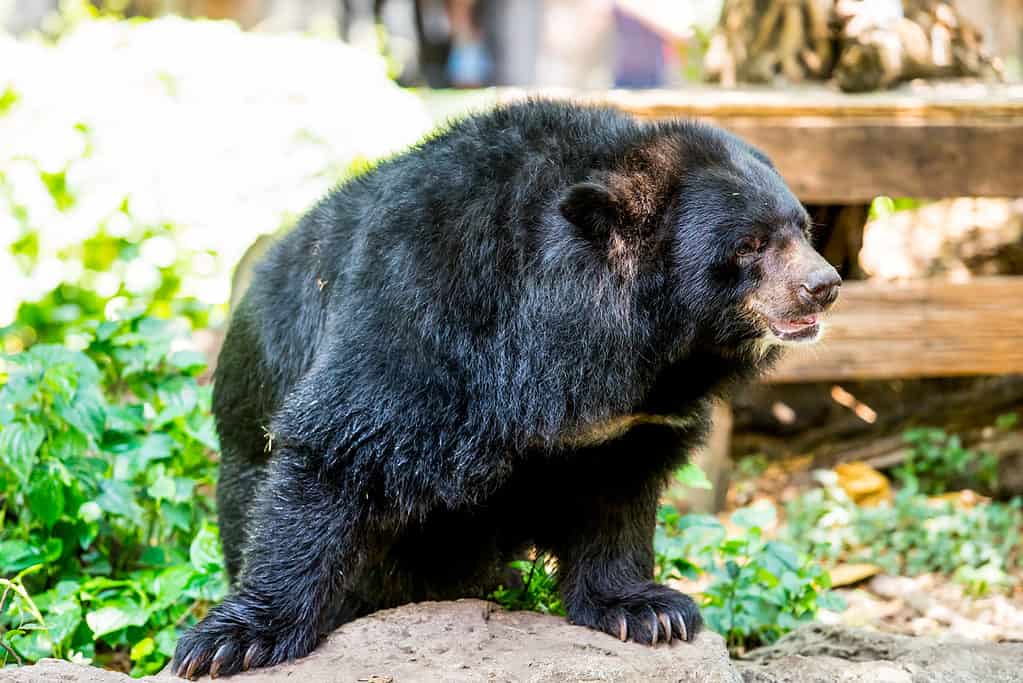 Black bear with powerful paws