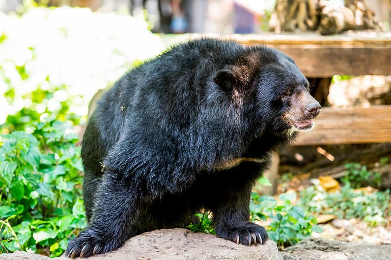Black bear with powerful paws
