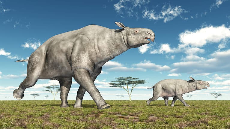 Paraceratherium
