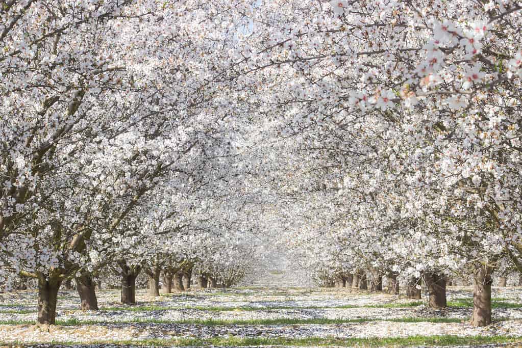 White cherry blossom trees in full bloom in Fresno, California.