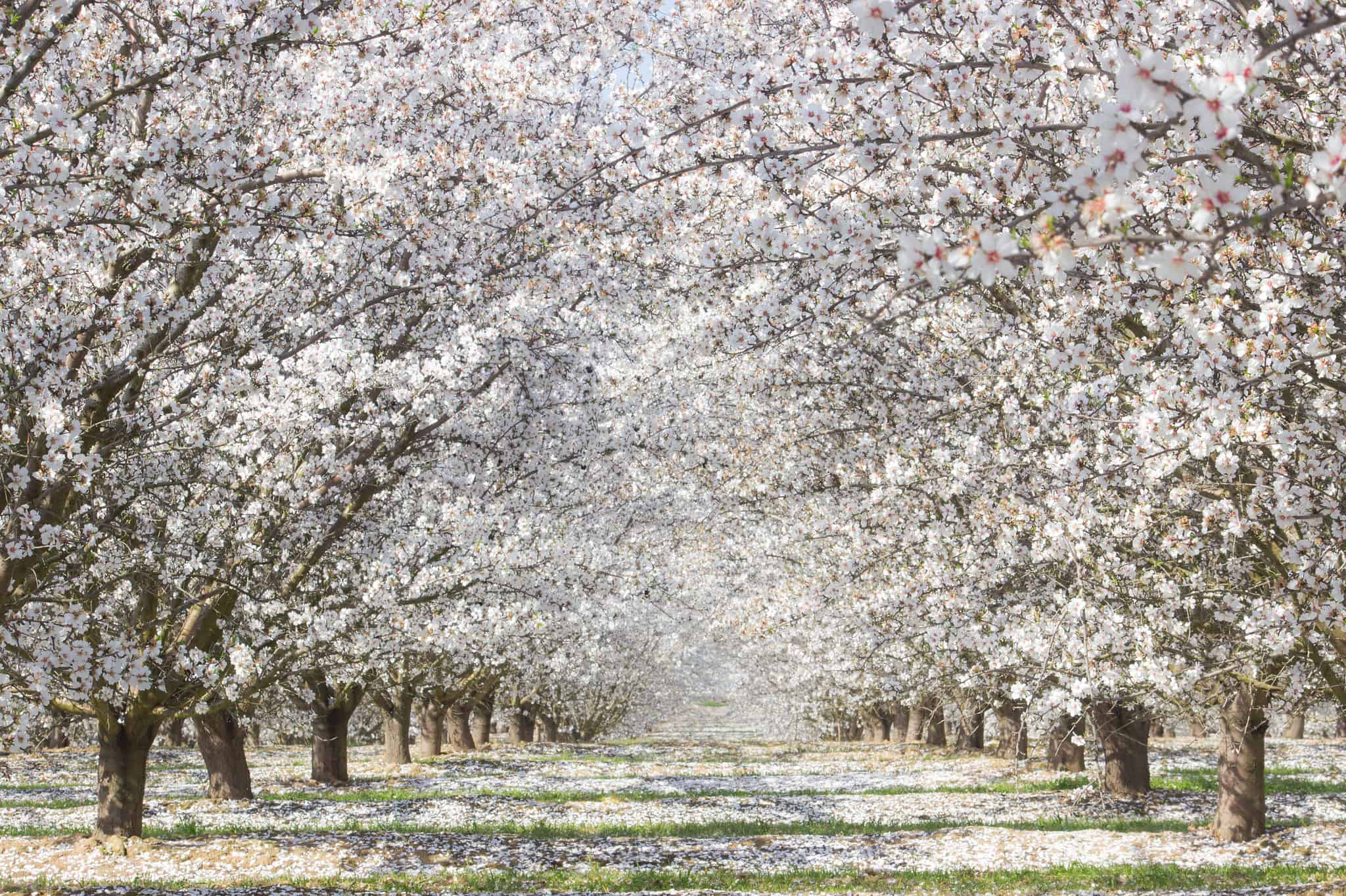 Cherry Blossoms in California When They Bloom and Where to See Them