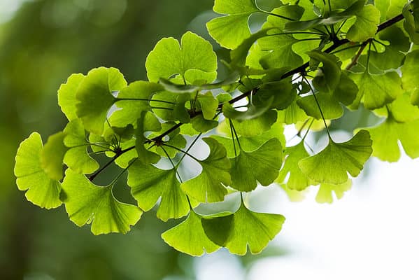 The ginkgo tree is native to China.