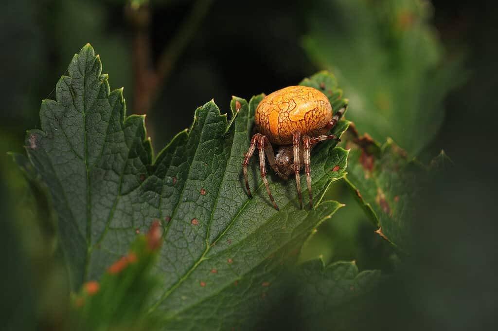 Araneus marmoreus - Marbled Orbweaver