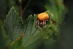 Marbled orb-weaver