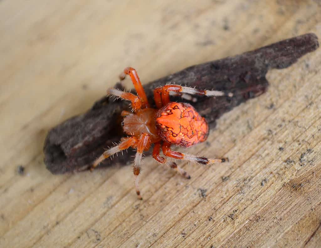 Bright orange spider - Araneus marmoreus 