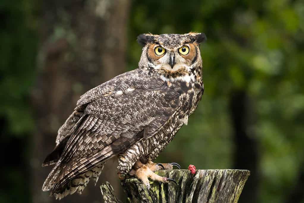 Discover 7 Animals You’ll See Flying and Crawling Around the Statue of ...