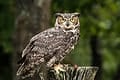 11 Indomitable Animals That Have No Natural Predators - A-Z Animals