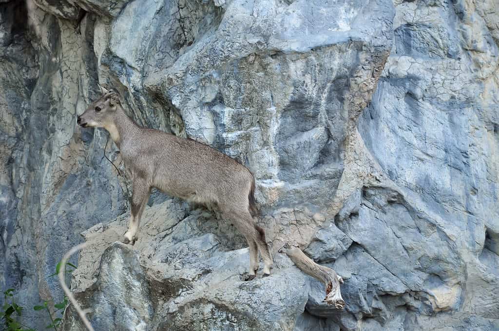 Gorals adapted to live in mountainous habitats