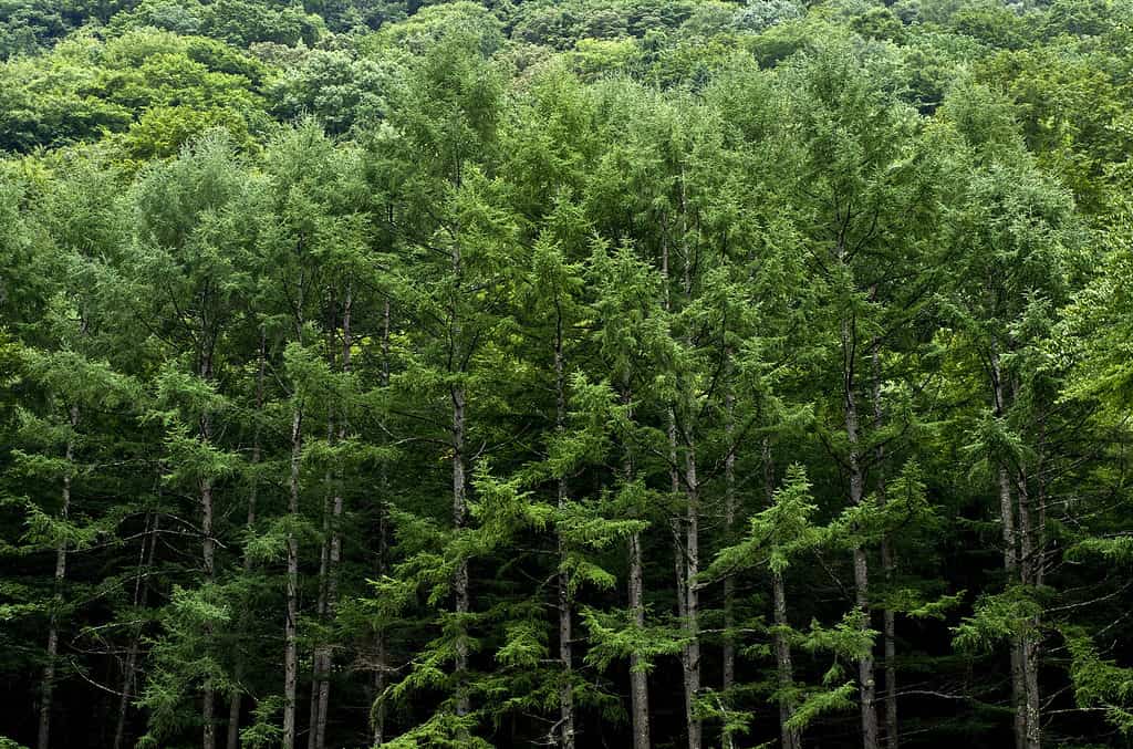 Japanese Cedar Trees