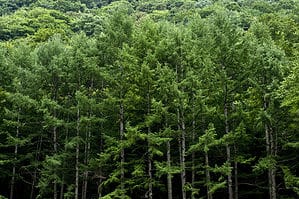 Are Japanese Cedars the Right Privacy Trees to Use? 7 Similar Trees That Provide Seclusion Picture