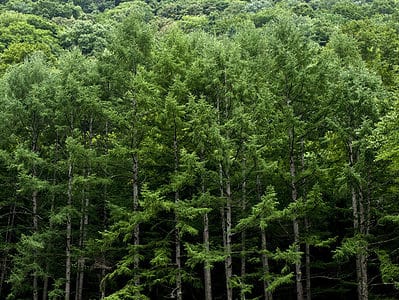 A Are Japanese Cedars the Right Privacy Trees to Use? 7 Similar Trees That Provide Seclusion