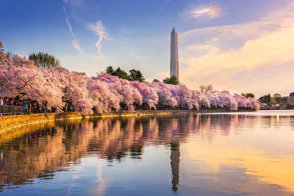 In peak bloom, the cherry blossoms near the Washington Monument are dazzling!