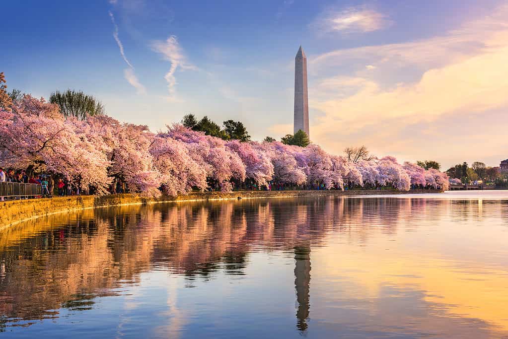 In peak bloom, the cherry blossoms near the Washington Monument are dazzling! 