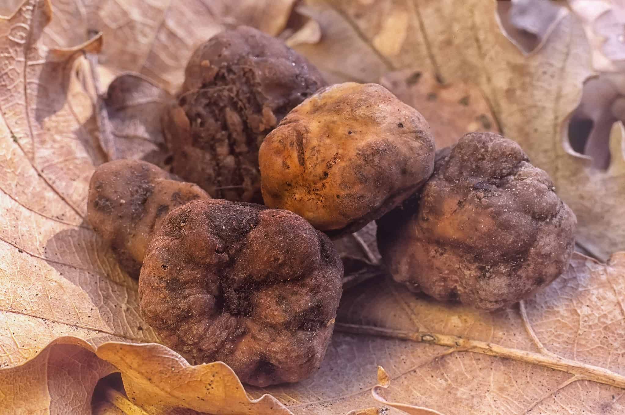 Truffles vs. Mushrooms AZ Animals