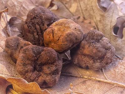 A These Are the Real Reasons Truffles Are So Expensive