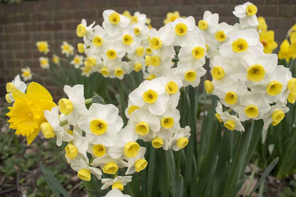 'Minnow' Tazetta Daffodils