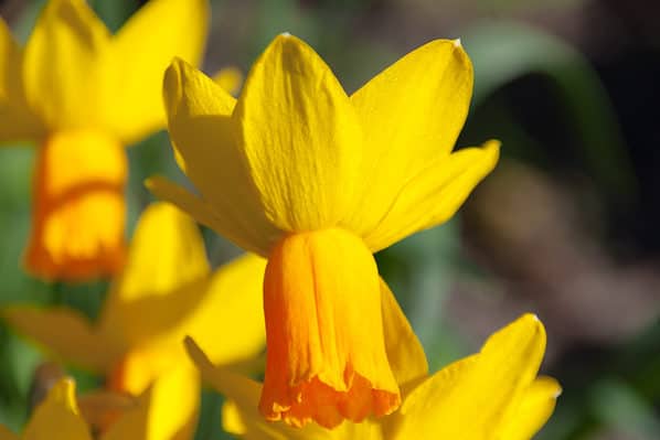 10 Types of Cyclamineus Daffodils - A-Z Animals