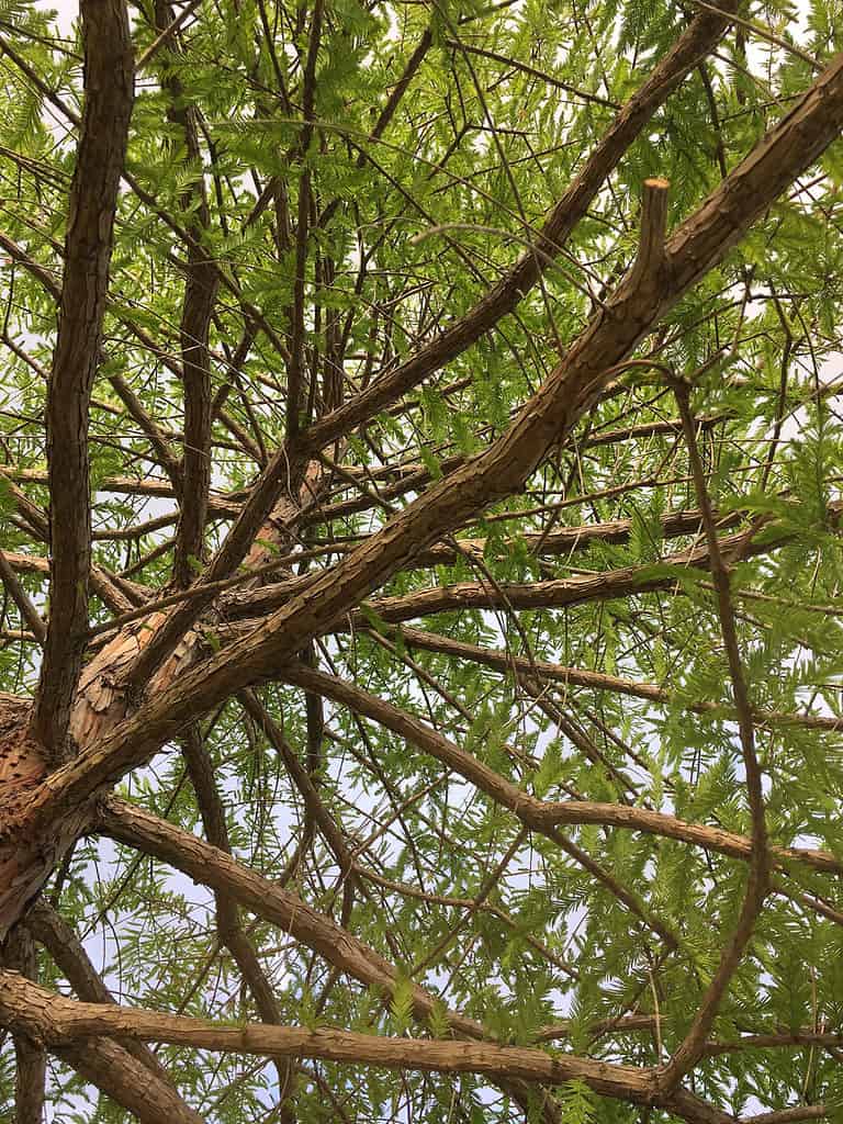 A bald cypress tree is the tallest tree in Florida