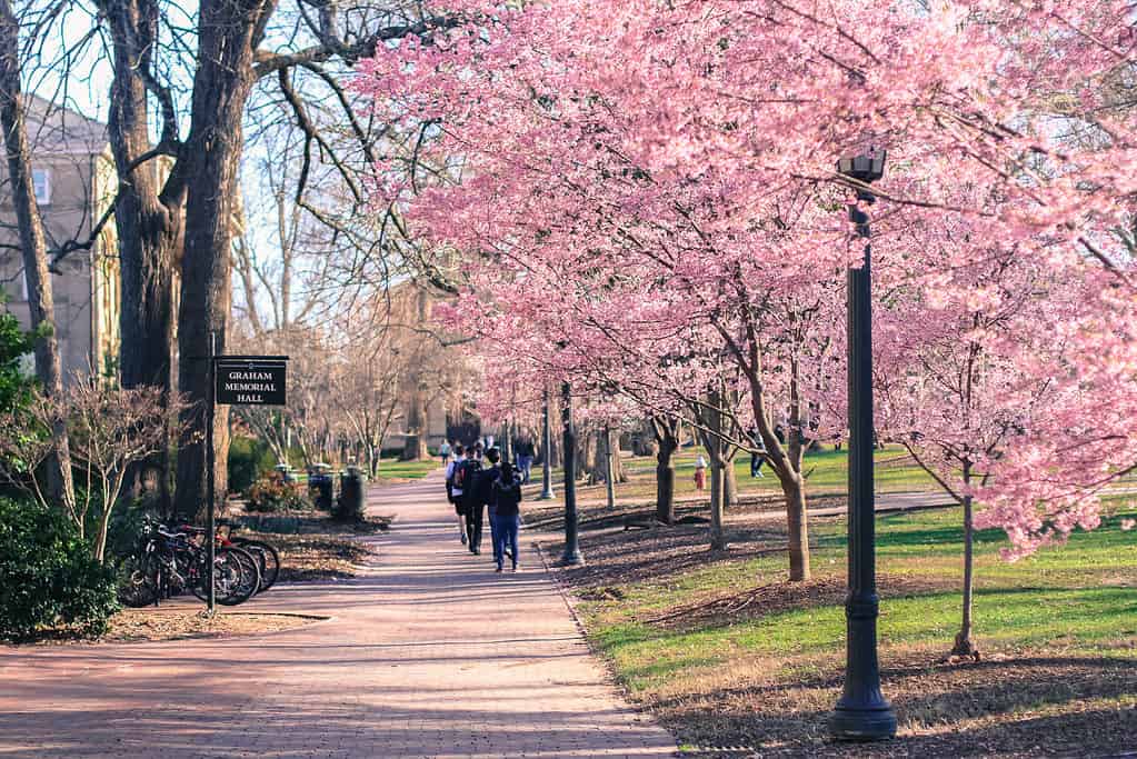 Cherry blossoms, North Carolina