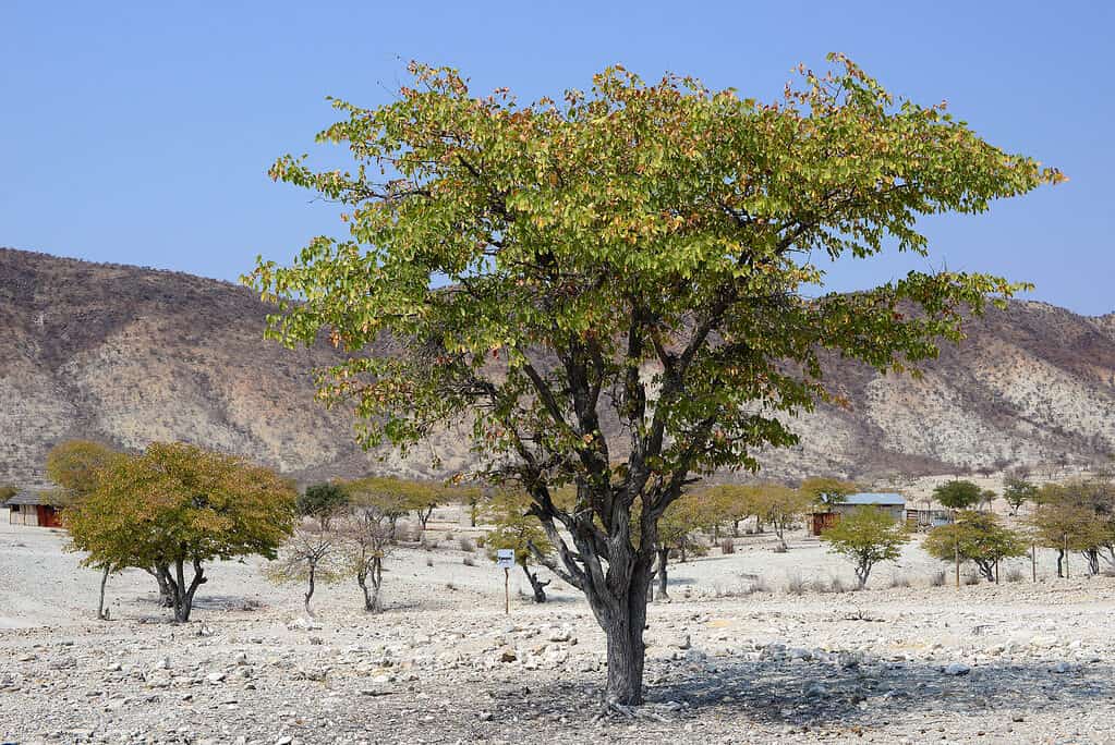 Butterfly tree, Colophospermum mopane