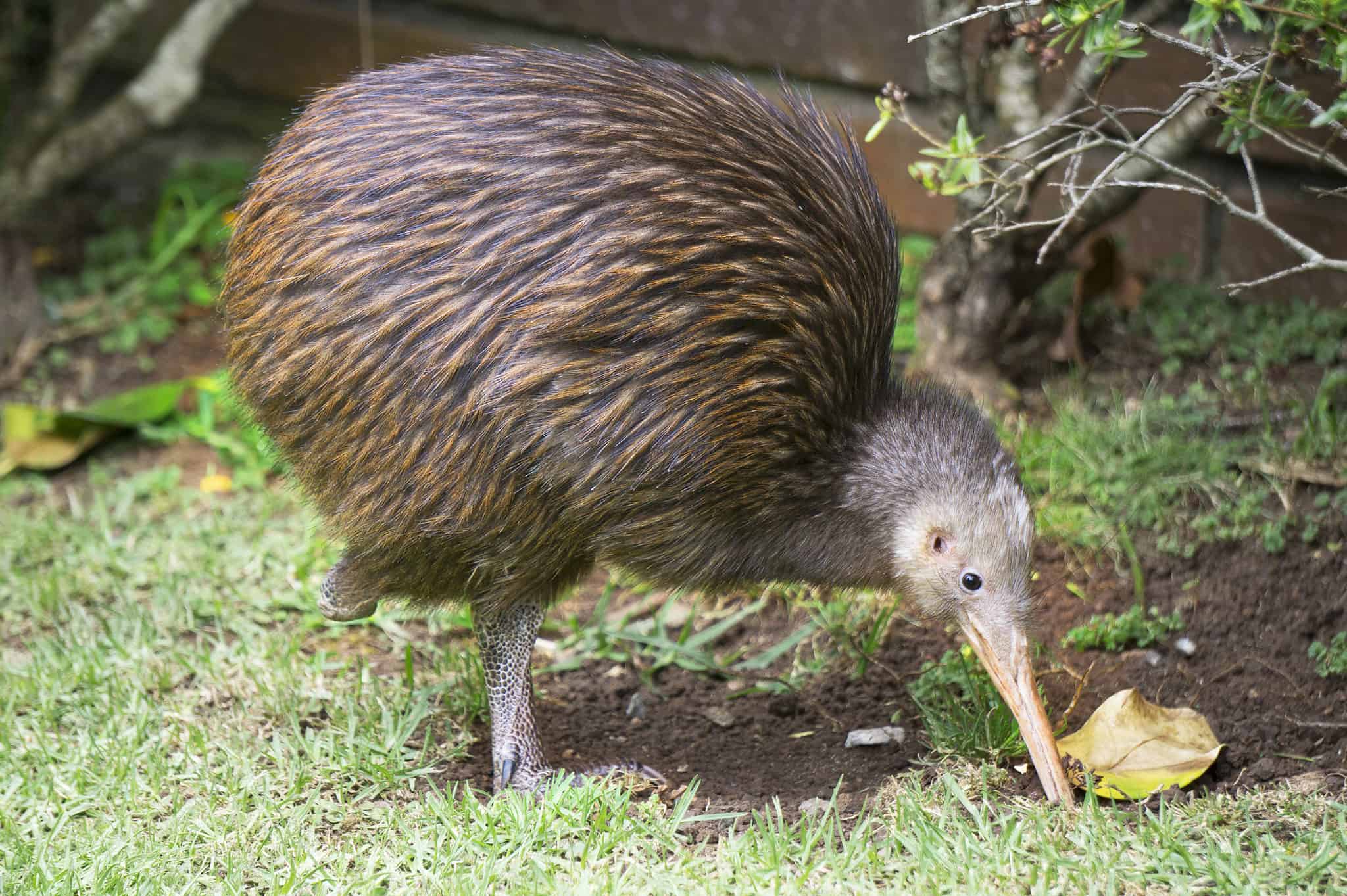 The Kiwi: National Bird of New Zealand - A-Z Animals