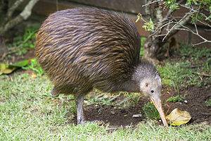 The Kiwi: National Bird of New Zealand Picture