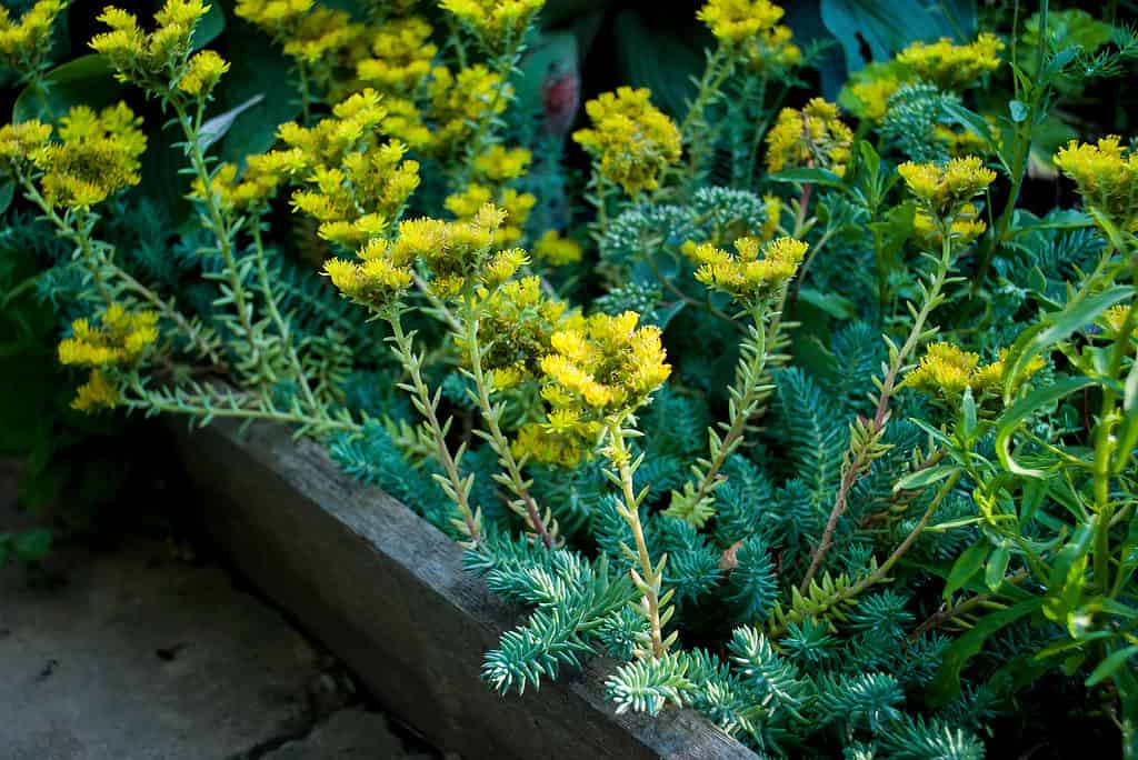 Sedum reflexum 'Blue Spruce' 