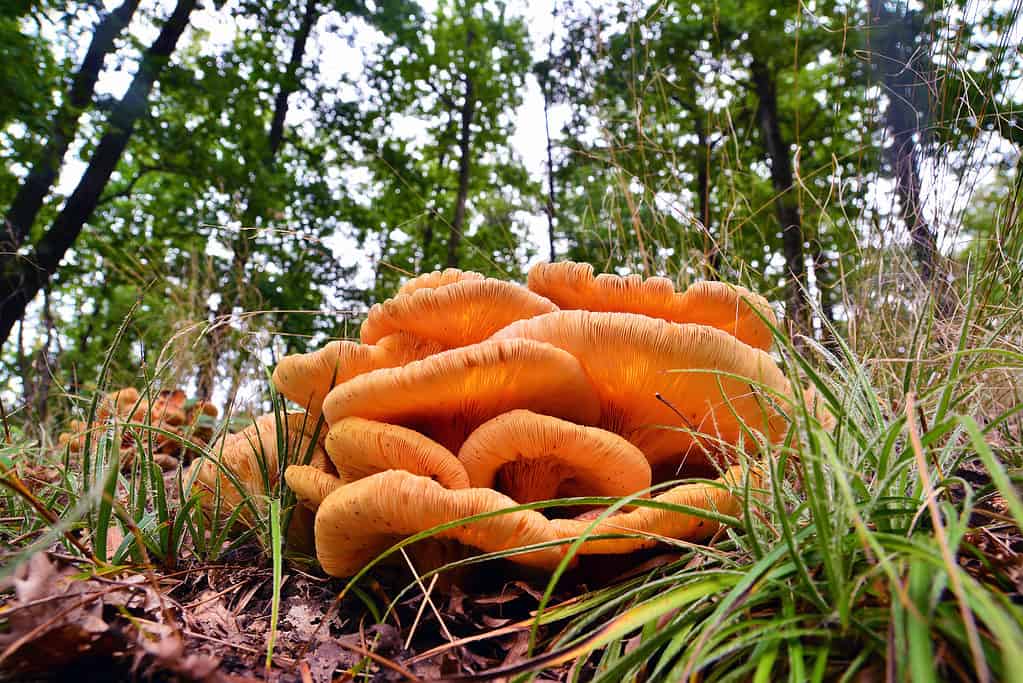 Omphalotus illudens, jack-o'lantern mushroom cluster
