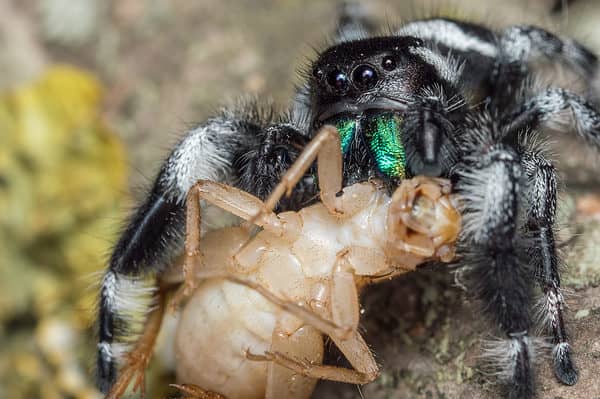 Male regal jumping spider (Phidippus regius) adult feeding on a house cricket.