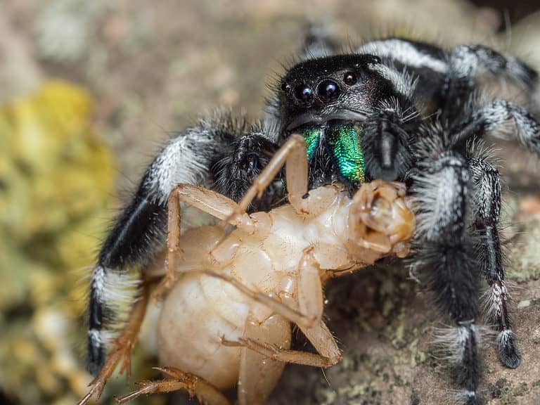 Male regal jumping spider (Phidippus regius) adult feeding on a cricket