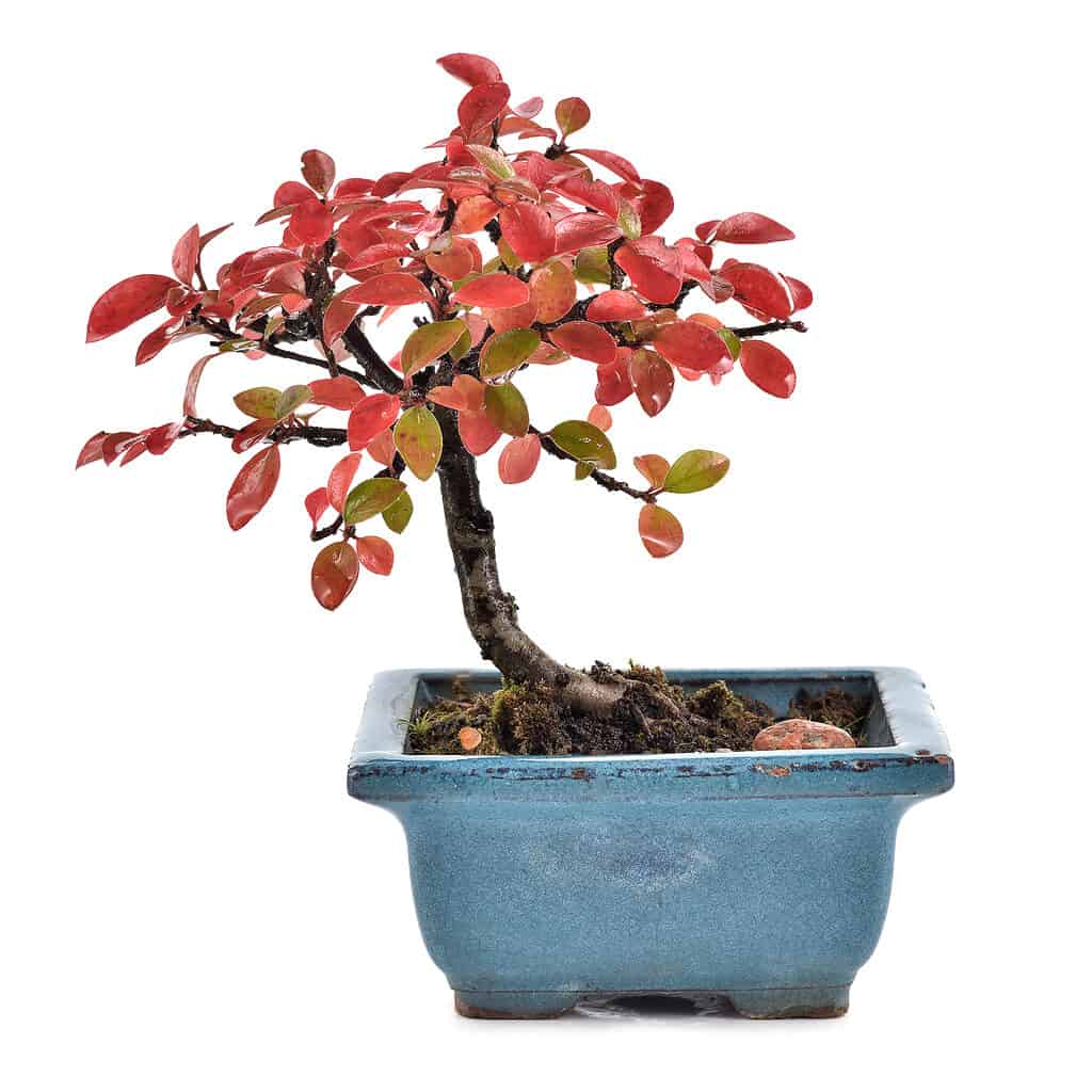 Vibrant leaves on cotoneaster bonsai