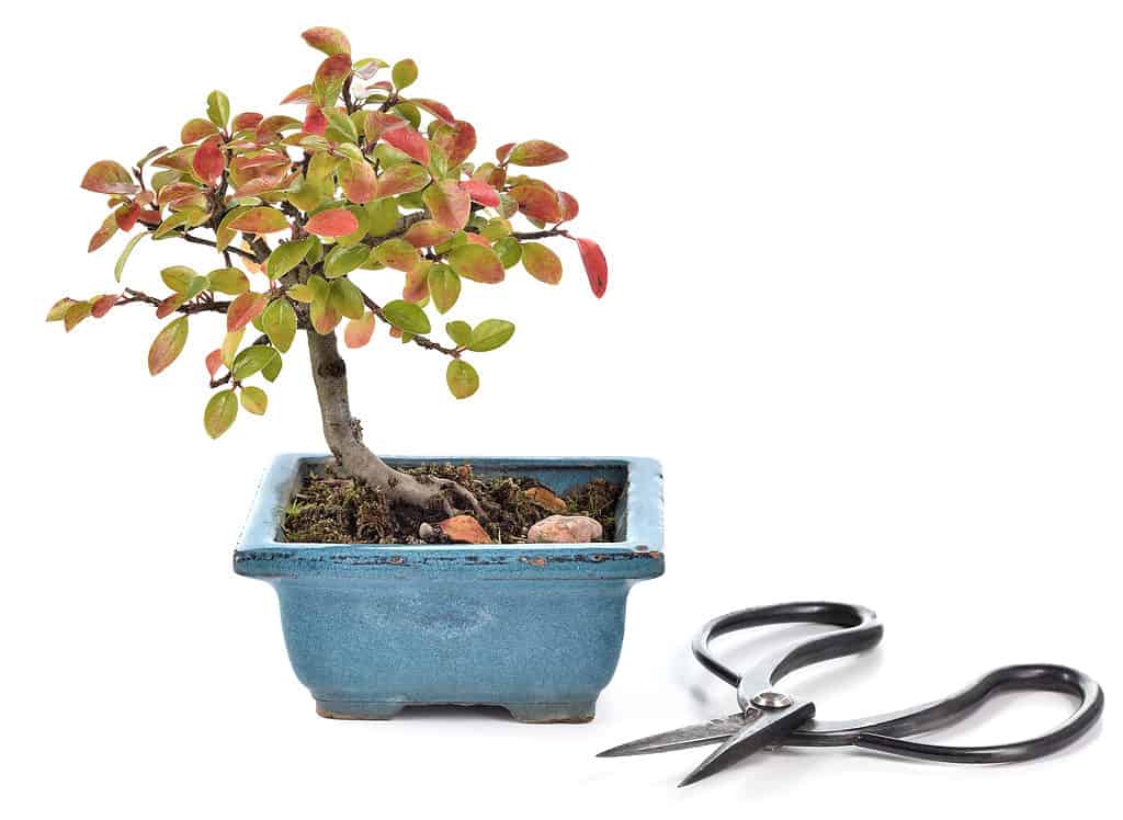 cotoneaster bonsai isolated on white background, shears in foreground