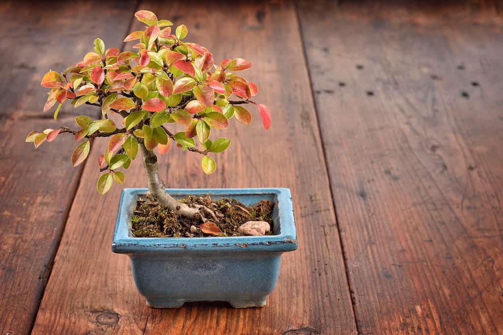 Cotoneaster bonsai on wooden deck