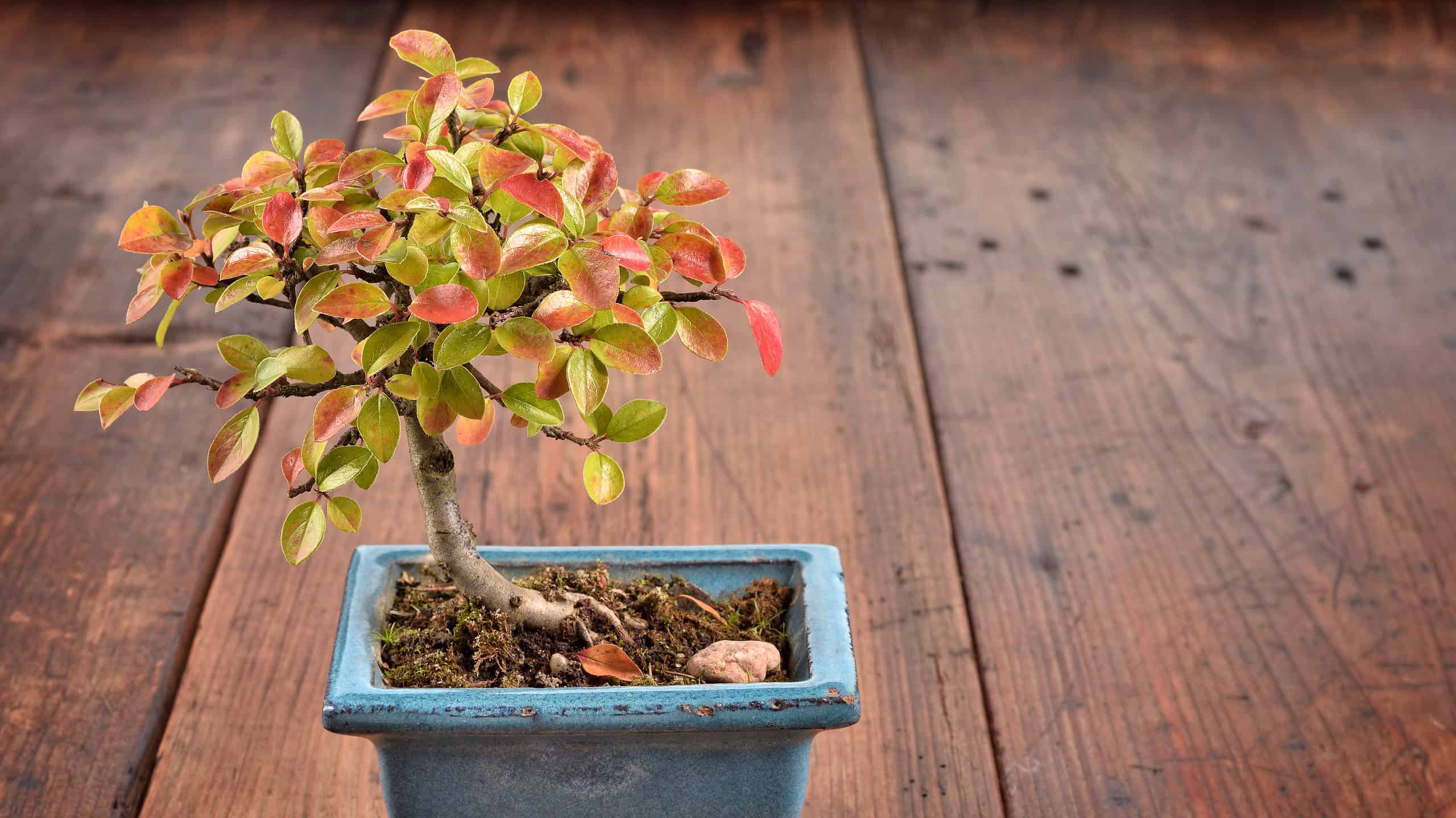 Cotoneaster bonsai on wooden deck