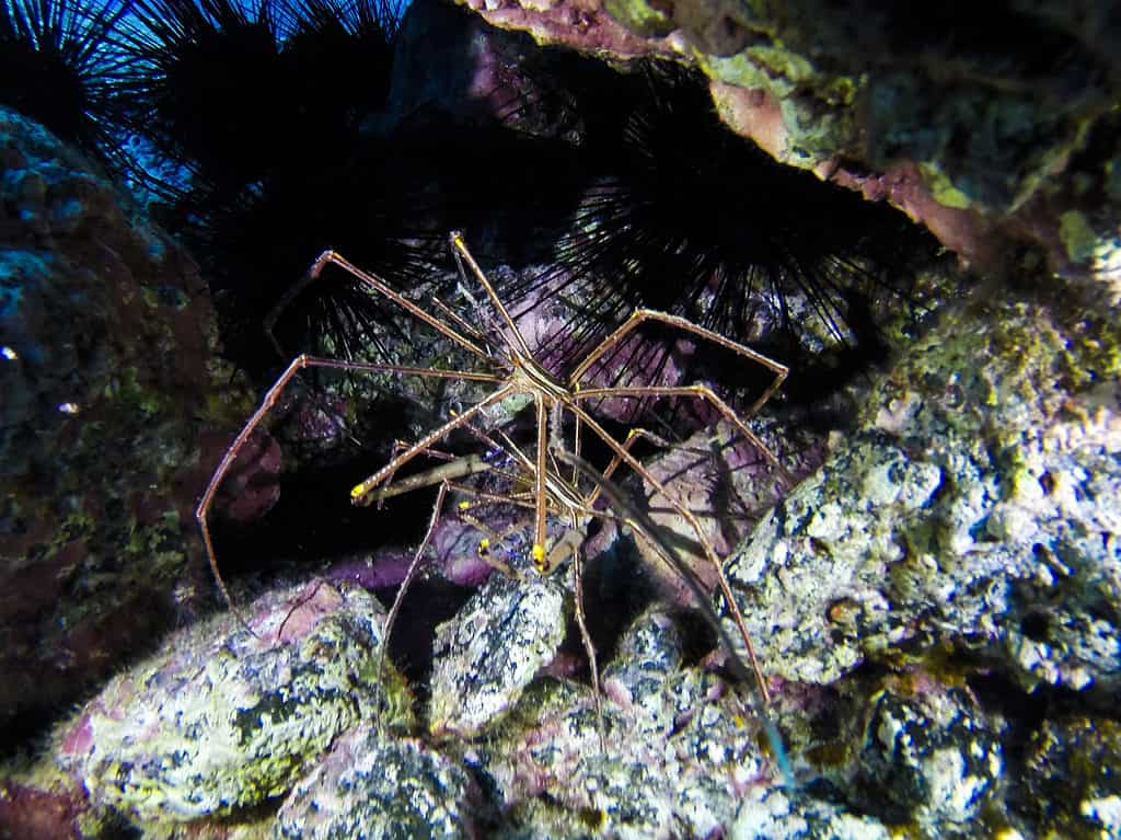 Sea spiders reproductive behavior