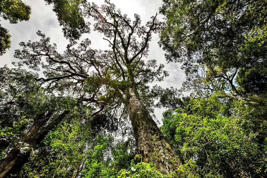 Yellowwood tree