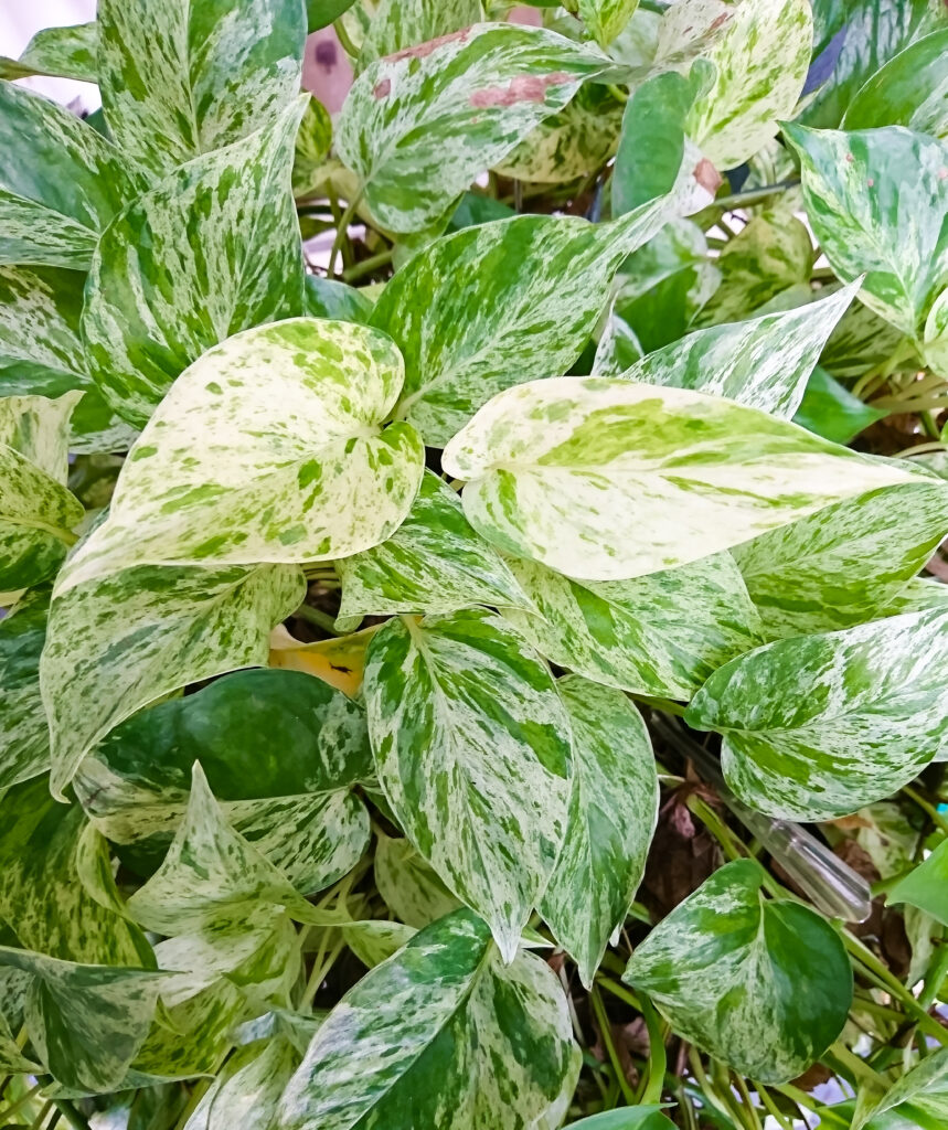 A closeup of the snow queen pothos' mostly-white variegated leaves.