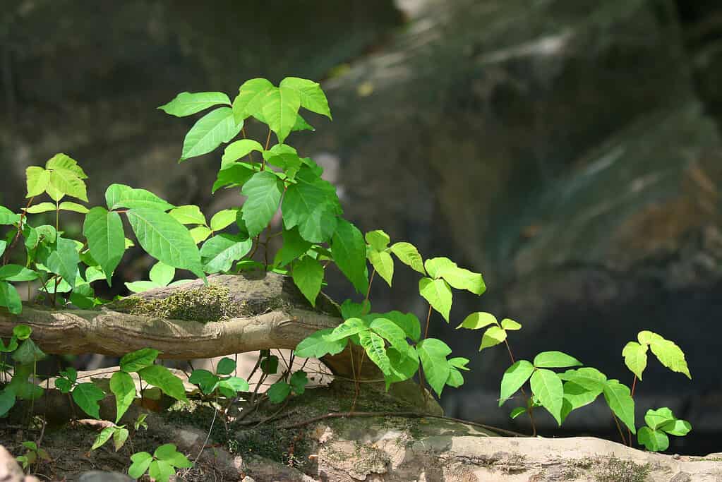 Vibrant leaves of poison ivy plant, known for causing skin irritation upon contact.