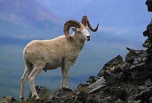 Discover The Largest Dall’s Sheep Ever Caught in Alaska Picture