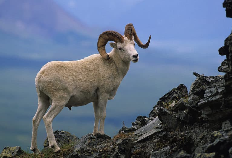Male Dall's sheep (ram)