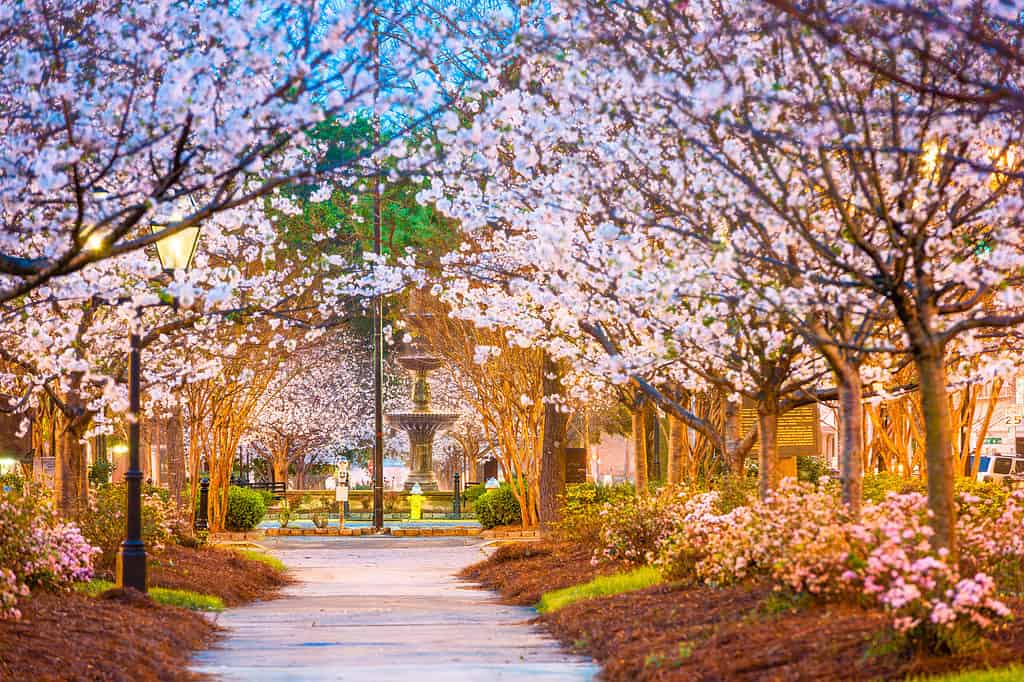 Macon, Georgia is the unofficial cherry blossom capital of the world.