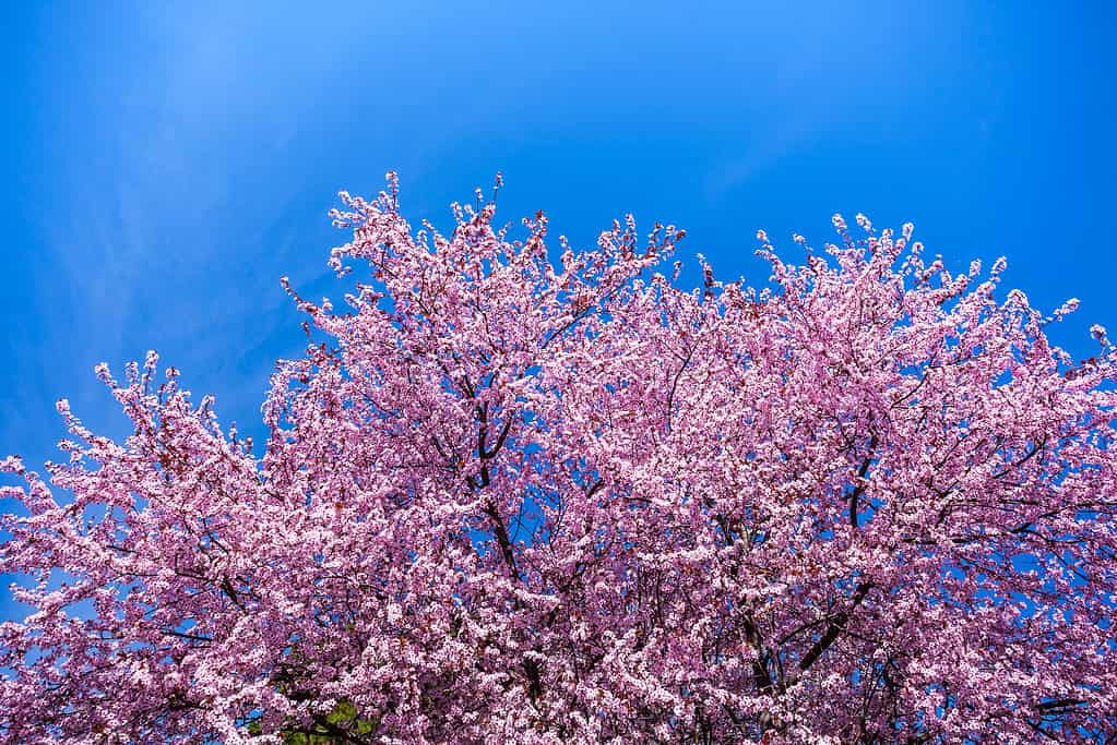 Spring Pink Cherry Blossoms with Blue Sky Background.