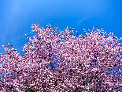 A Cherry Blossoms in Missouri: When They Bloom and Where to See Them