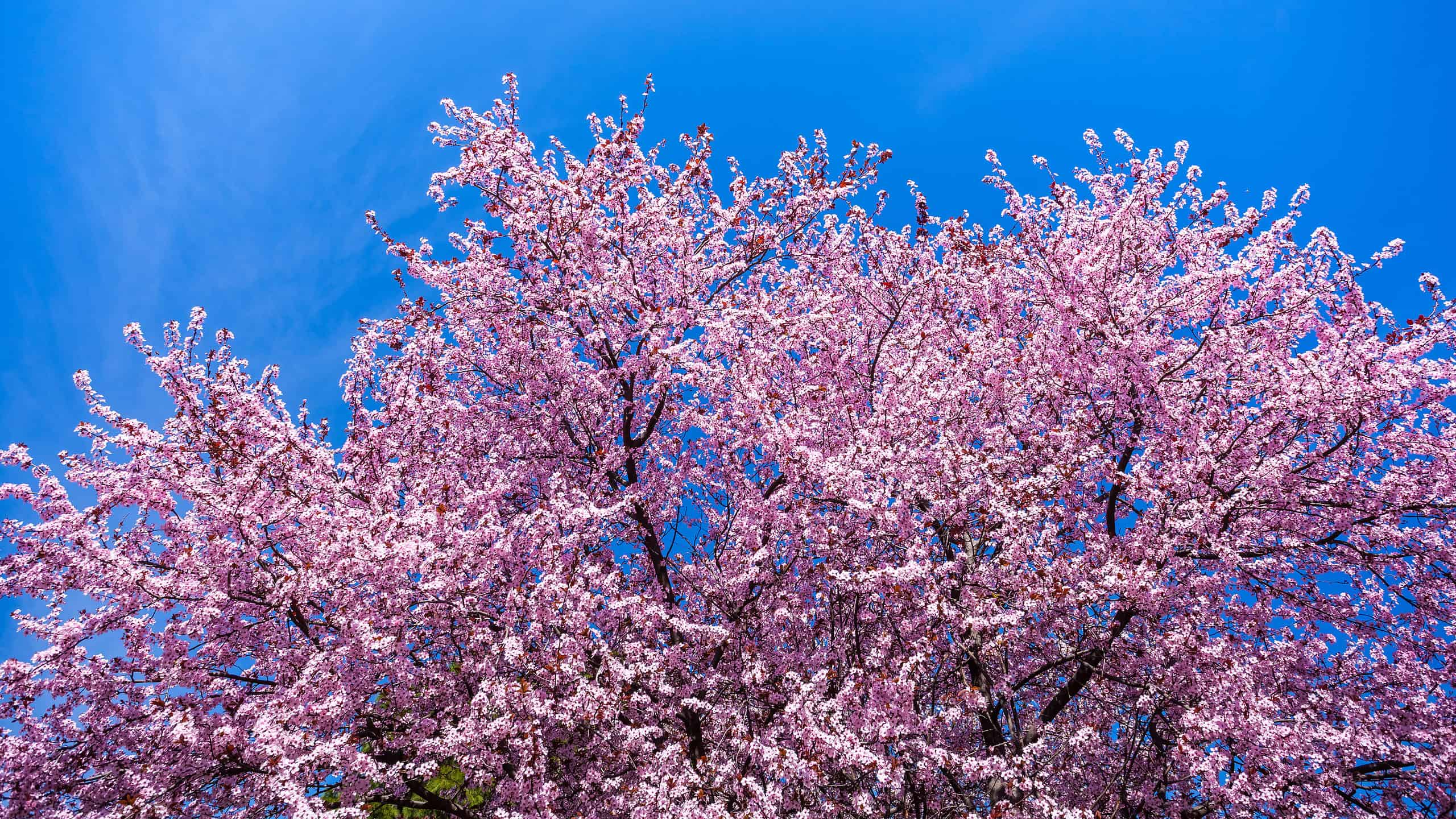 Washington Nationals Honor City's Iconic Cherry Blossoms with City