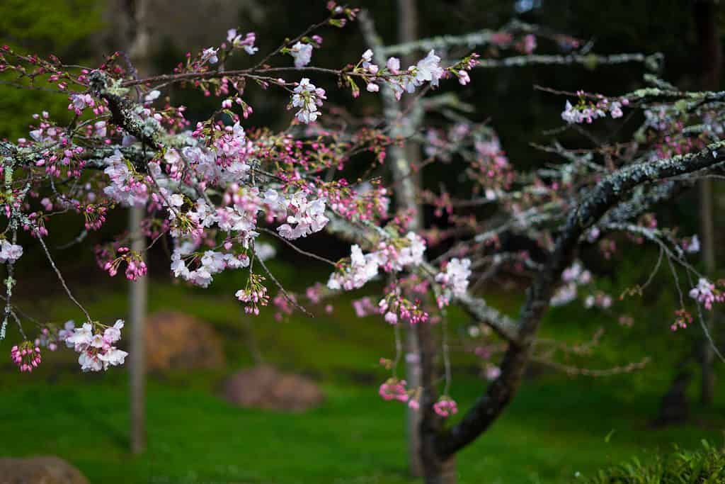 Japanese Tea Garden, Golden Gate Park, San Francisco, California: 03/23/2018 - cherry blossoms in March