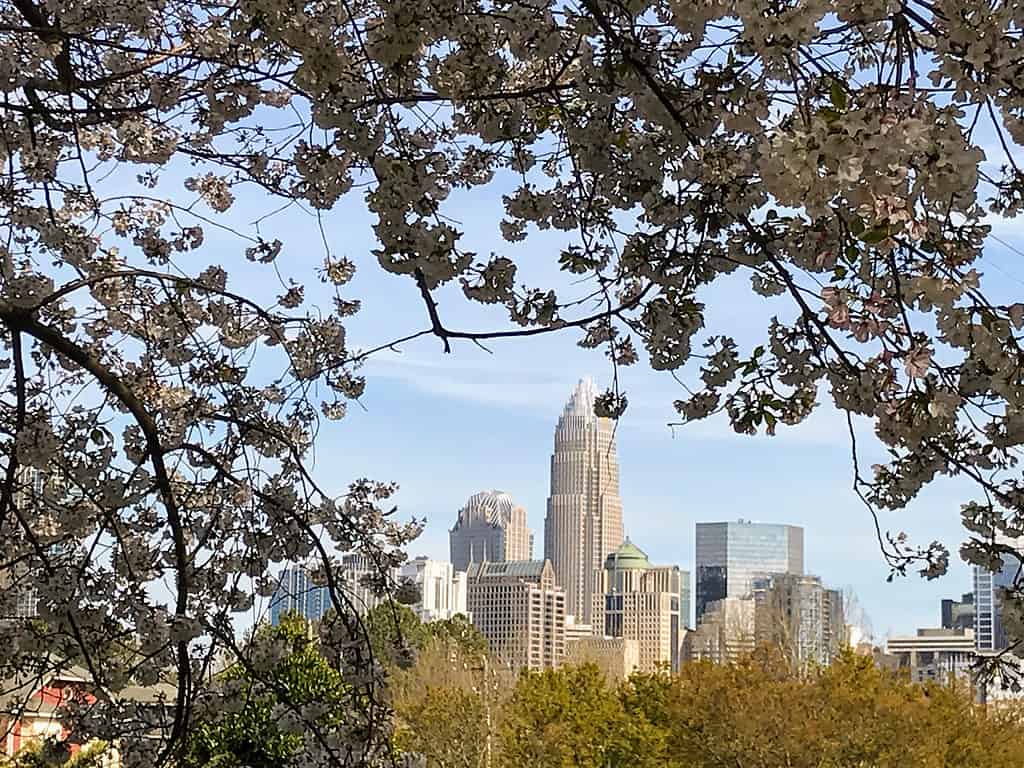 The cherry blossoms in Charlotte are an annual springtime treat.